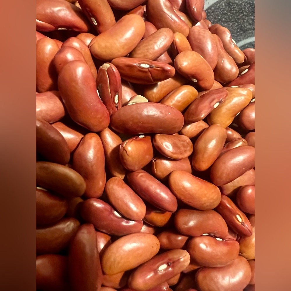 Red Kidney Beans Seed Grains Drought-Tolerant Birds Parrots 1 LB